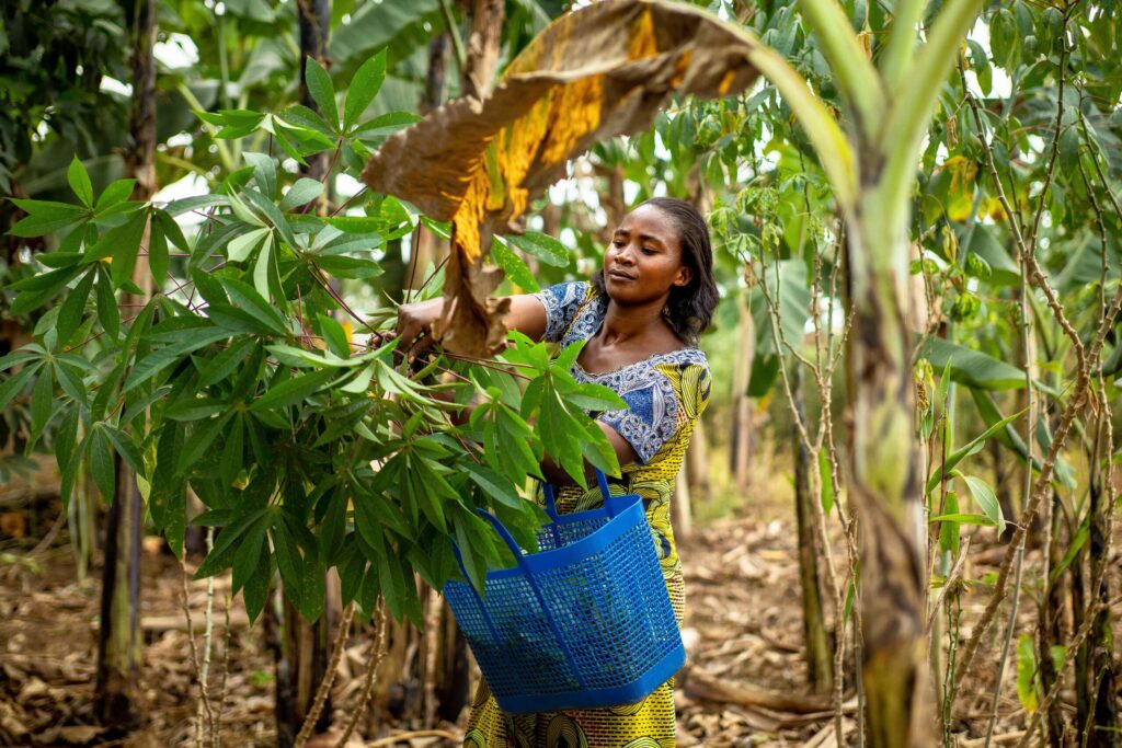 Florance picks cassava leaves in her backyard.