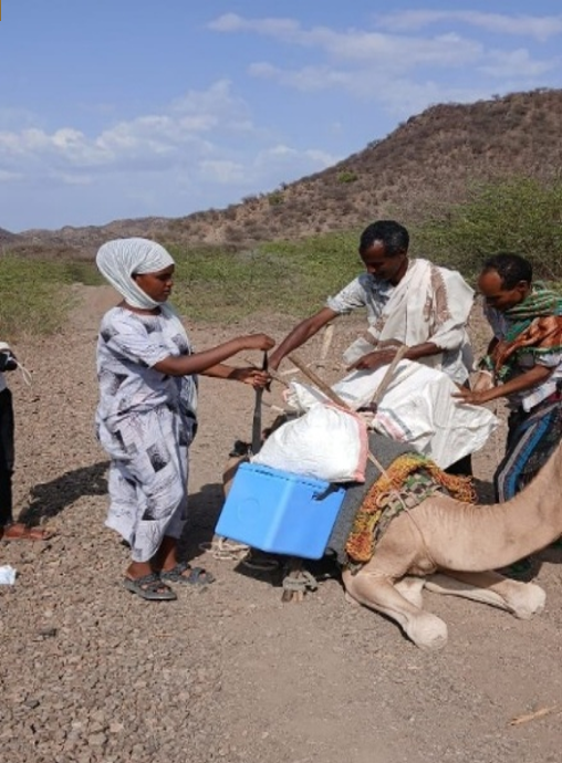Measles vaccines being unloaded from a camel in response to a recent outbreak in Afar Region, Ethiopia